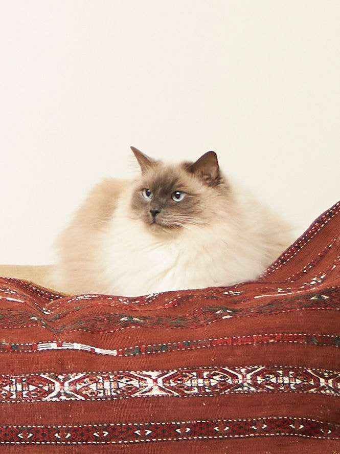 Gato saudável sentado no sofá a usufruir de ar de boa qualidade